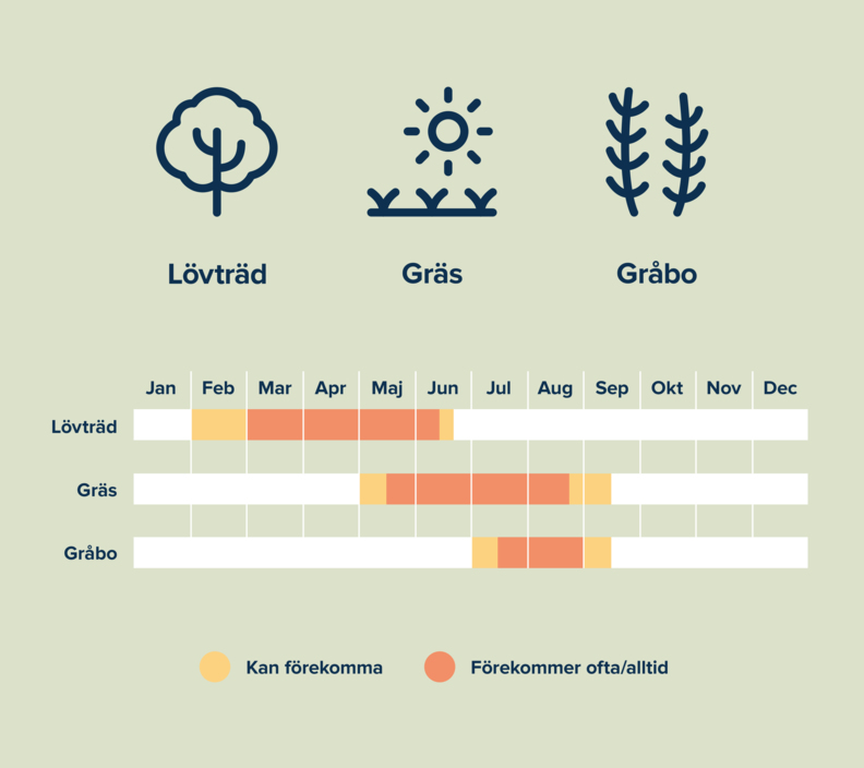 Bild med text som visar olika &aring;rstider d&aring; pollen f&ouml;rekommer: L&ouml;vtr&auml;d, Gr&auml;s, Gr&aring;bo
