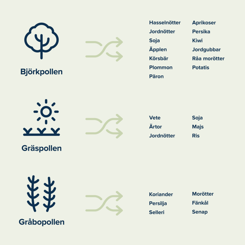 Illustration som visar korsallergi f&ouml;r bj&ouml;rkpollen, gr&auml;spollen och gr&aring;bopollen